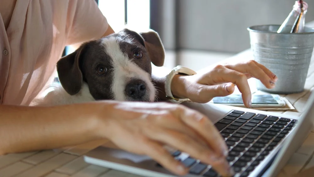 A dog sits between the arms of their owner as they type on a laptop.