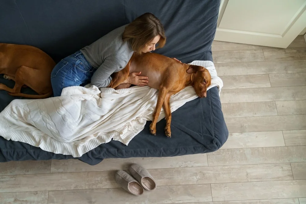 A person sits beneath a white blanket on a couch with two brown dogs.