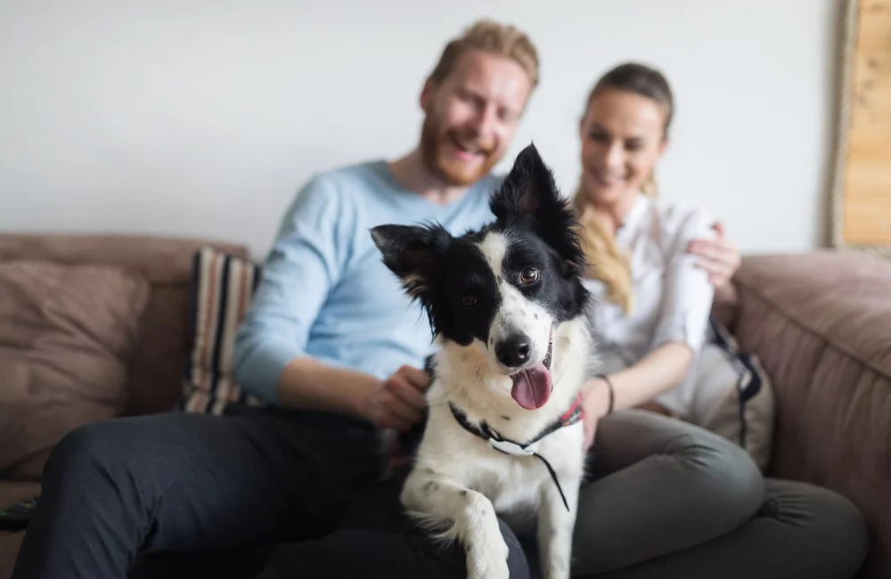 A couple sits on a brown couch with a dog between their legs.