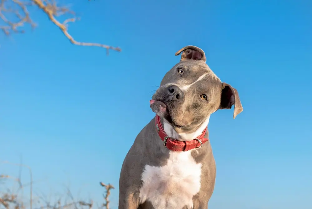 Goofy looking pitbull