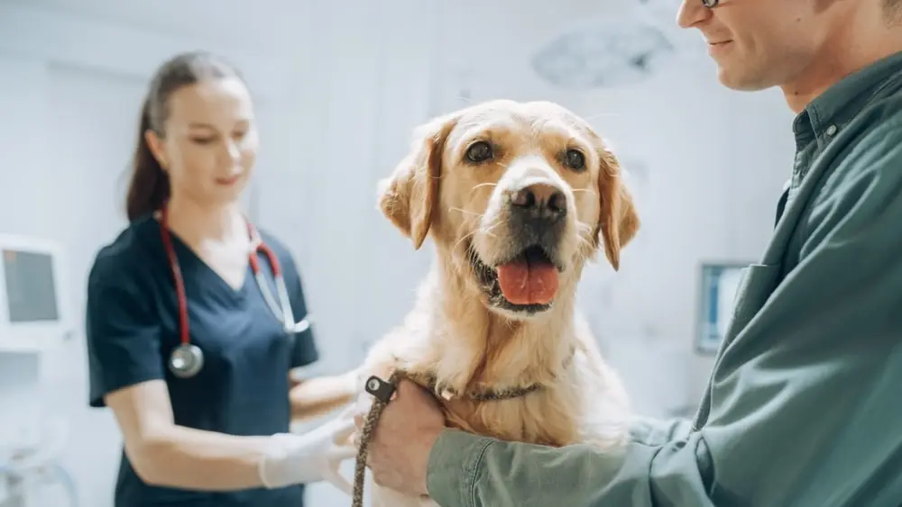 A golden lab sits in an exam room with two vets.