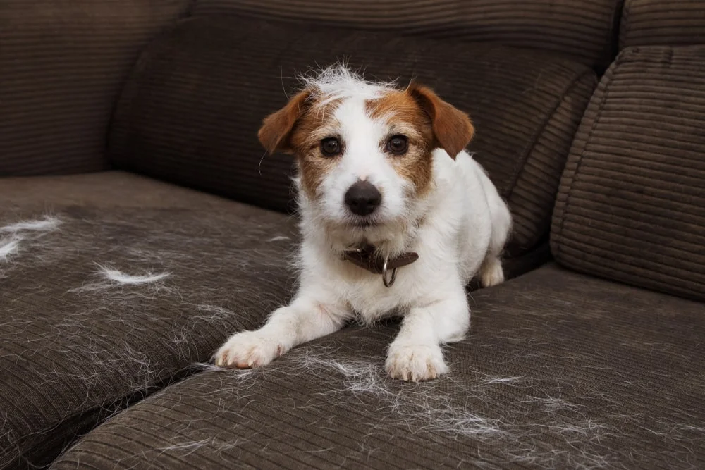 A white and brown terrier pup sits on a brown couch covered in white fur.