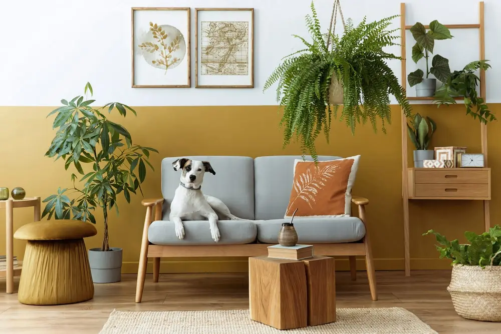 A dog sits on a living room couch surrounded by several types of houseplants. 