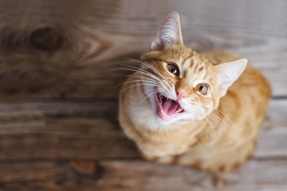 An orange cat meows up at the camera.