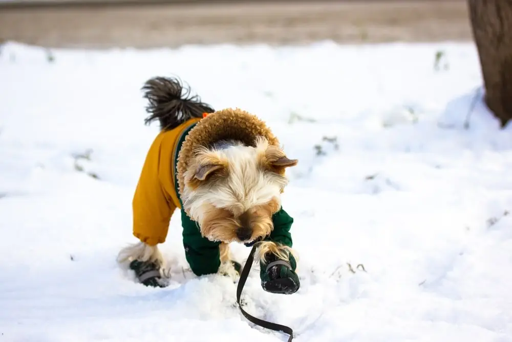 dog running through the snow