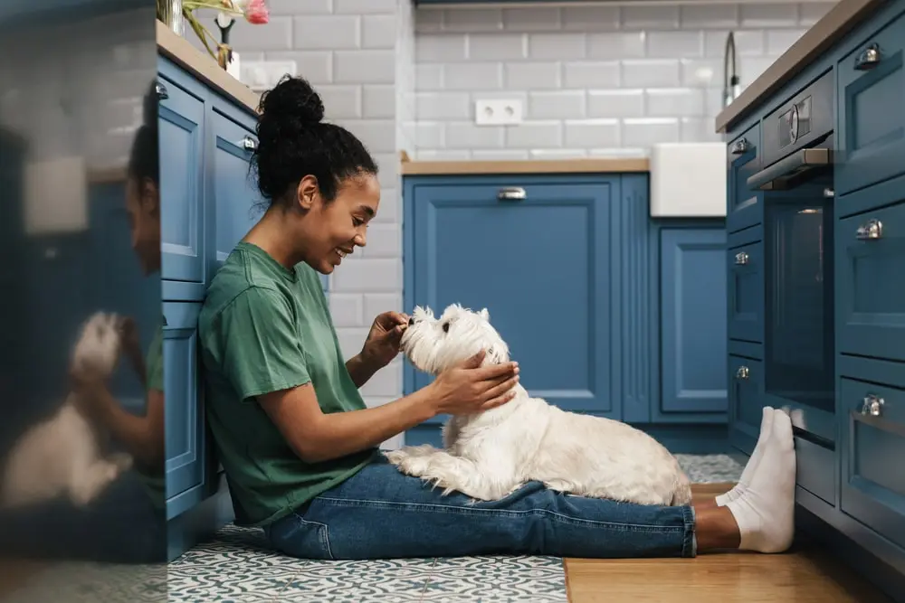 A person sits in a blue kitchen with a white dog on their lap.