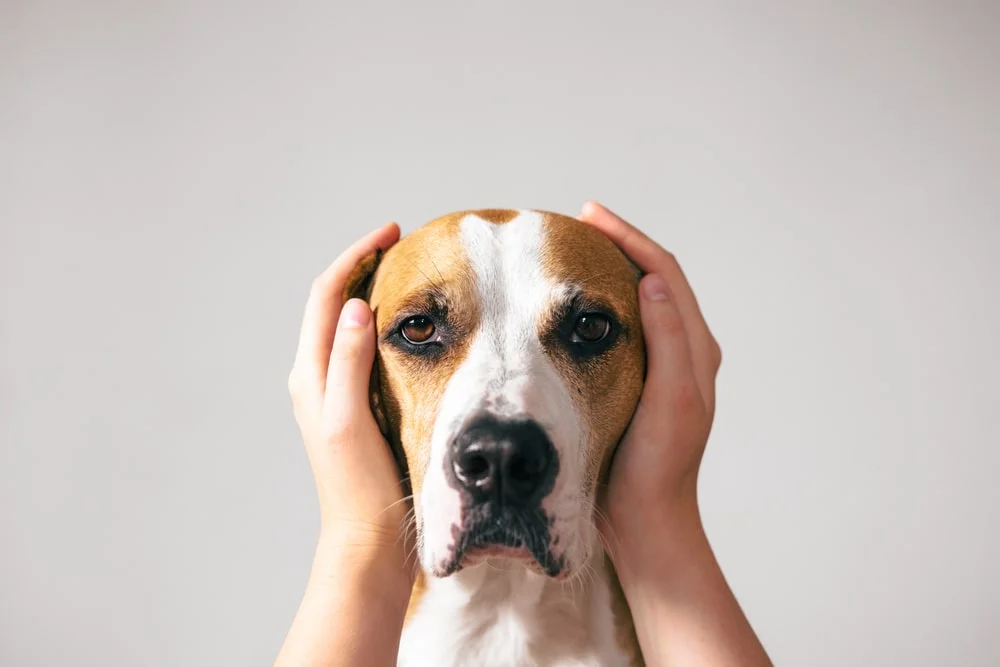 A white and brown beagle looks dourly into the camera while hands cover their ears.