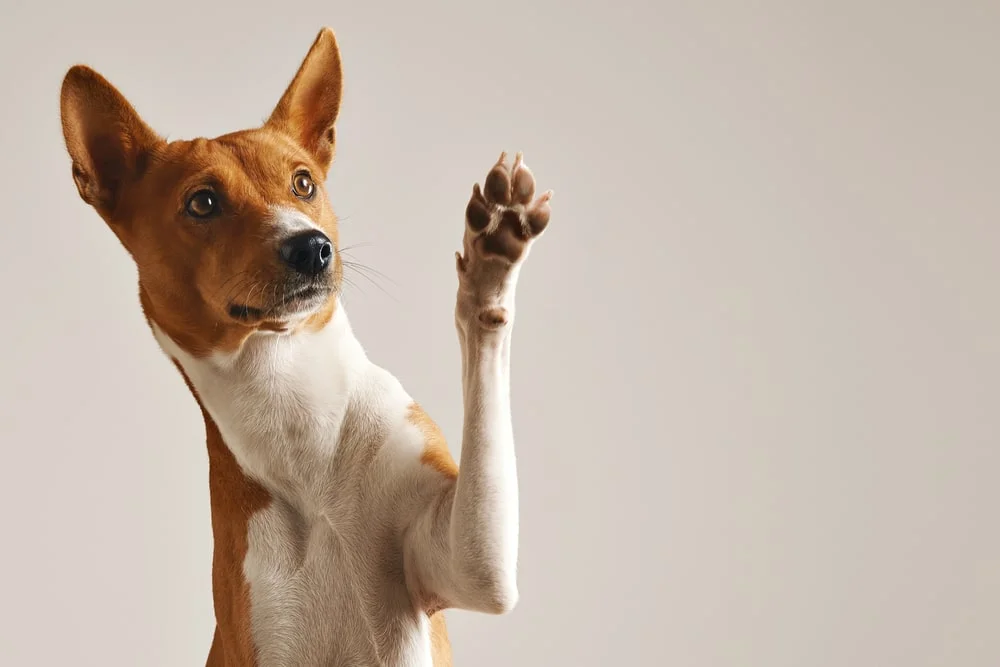 An attentive red and brown dog lifts a paw inquisitively.