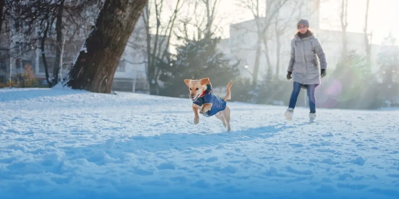 A blonde-colored dog with a blue jacket on leaps over snow outside in a wintry setting with a woman following.  