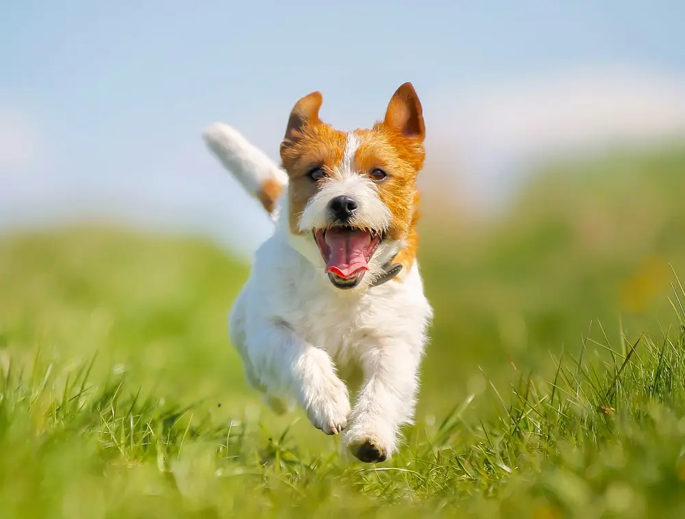 Dog running through a field