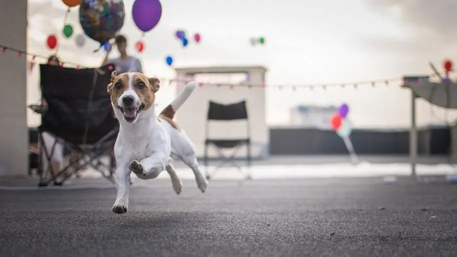 A brown and white terrier runs through an outdoor party.