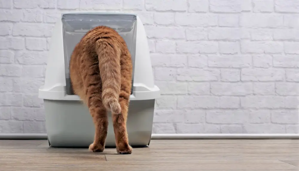 An orange cat stepping inside a litter box.
