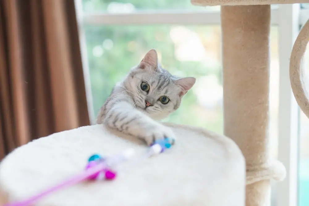 A kitten reaching for a toy on a cat tower