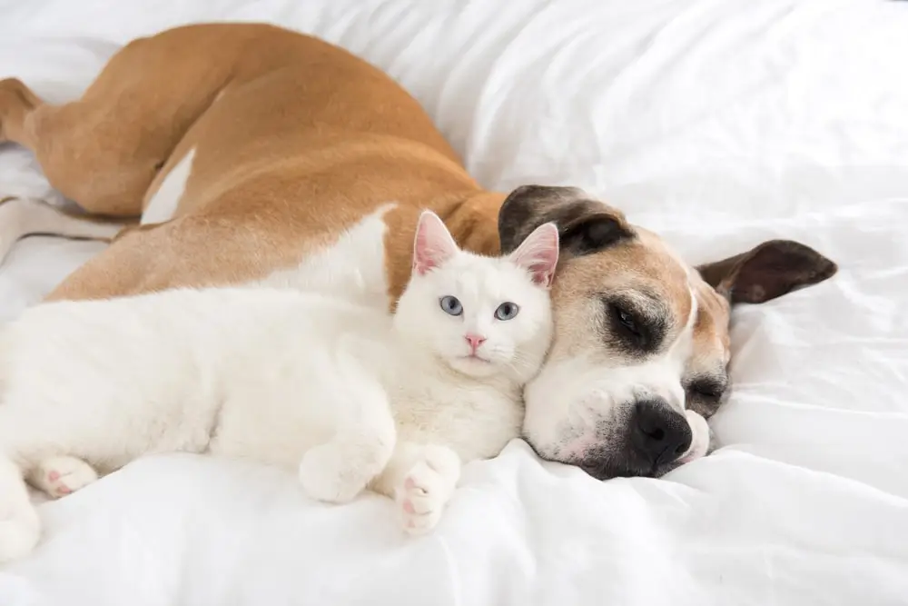 A senior boxer mix and a white cat lay together on a bed.