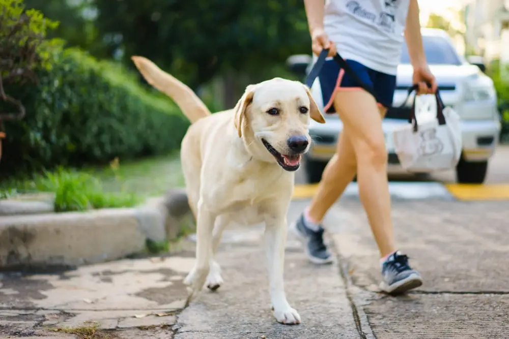 A yellow Labrador retriever walking next to a person holding a leash outdoors.