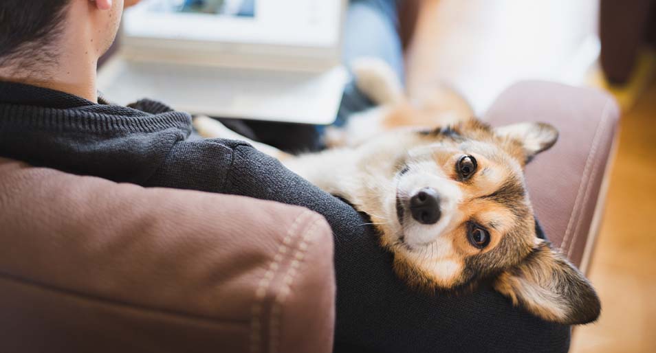 A pet owner who’s browsing online lounges with their corgi. 