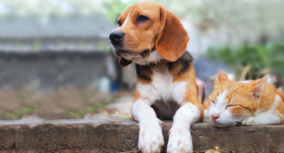 Beagle dog and brown cat lying together on the footpath outdoors in the park.