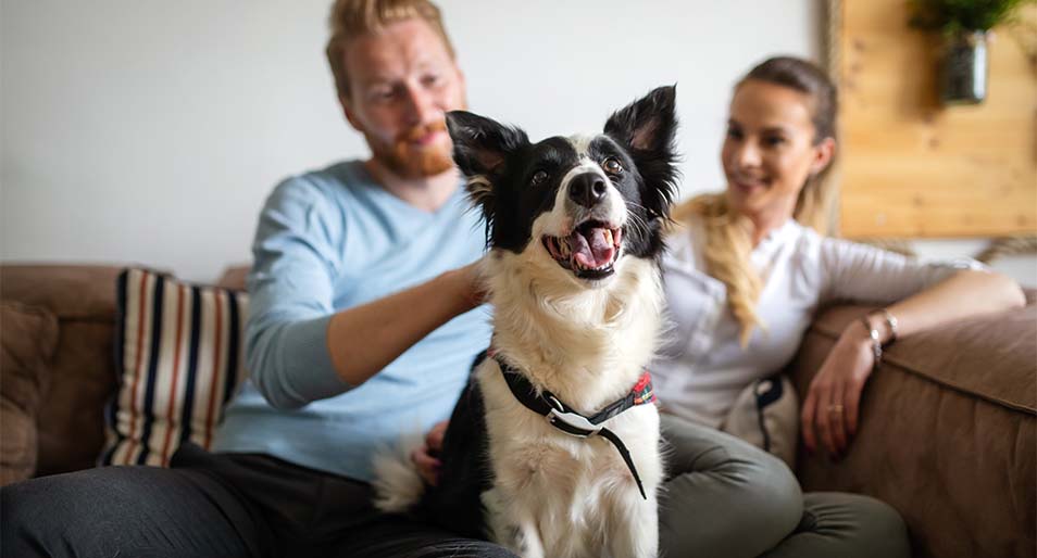 Nationwide Pet Insurance Comparison | MetLife Pet Nationwide Pet Insurance Comparison | MetLife Pet