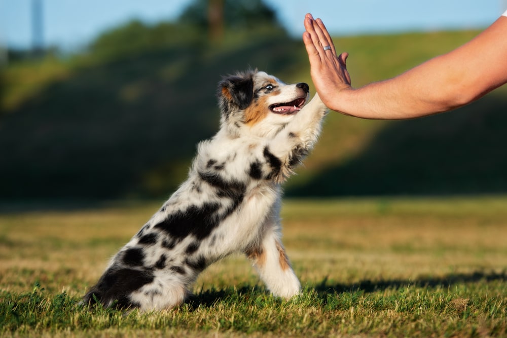 An Australian shepherd puppy high-fives its owner. 