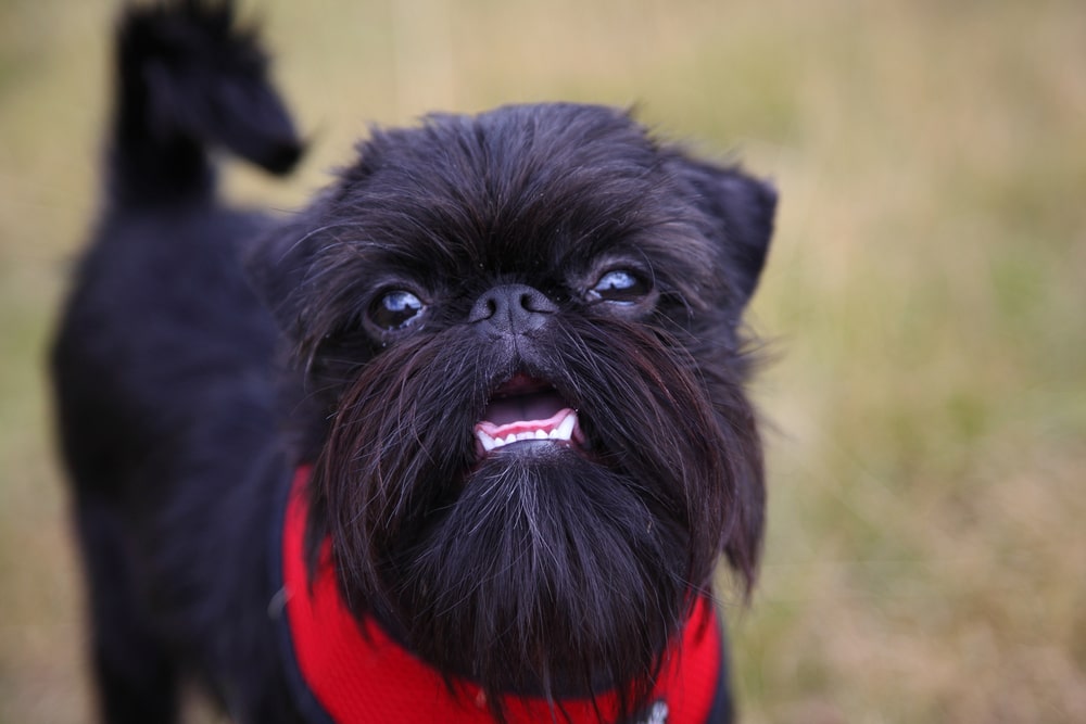 A black Brussels griffon with a red bandana.