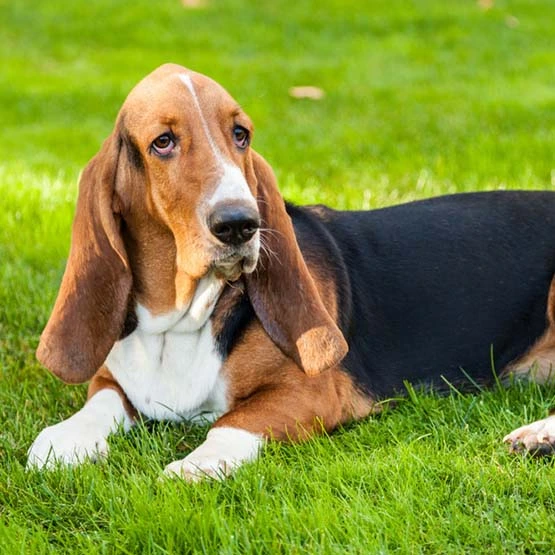 Basset hound hot sale allergies