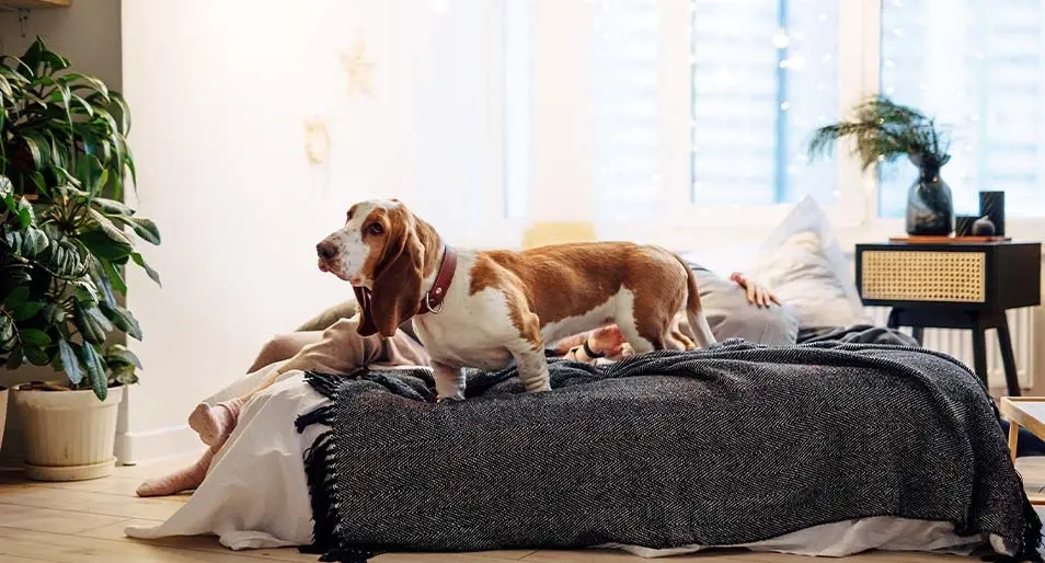 Basset Hound standing on a dog bed