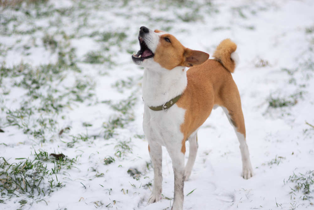 A Basenji stands on snow-covered ground, yodeling to the heavens.