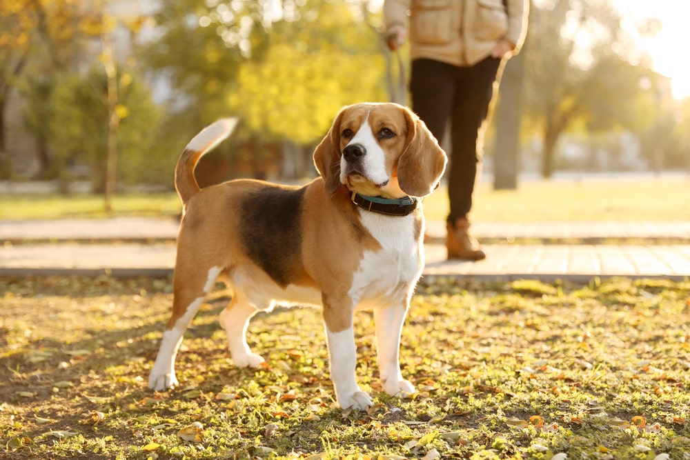 A beagle on a leash in a park with their owner behind them. 