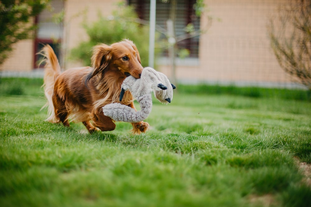 A long-haired dachshund playing outside with a stuffed toy.