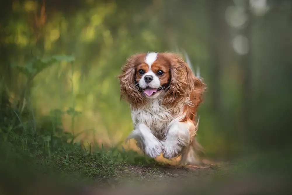 king charles spaniel running through field