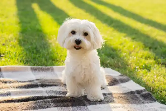 maltese dog 