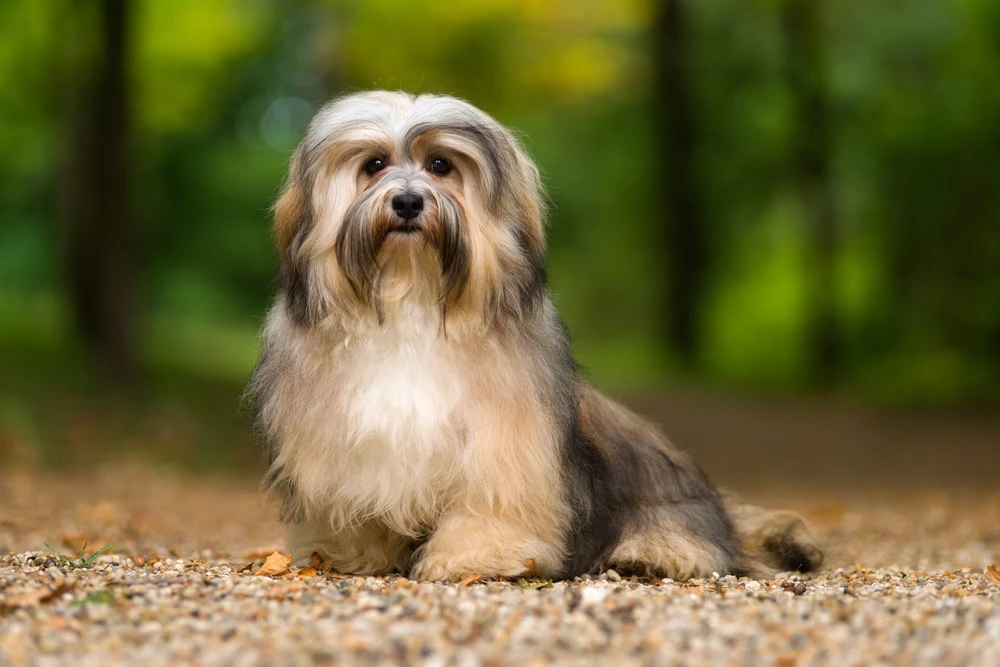 A havanese sits on a gravel path in a green forest.