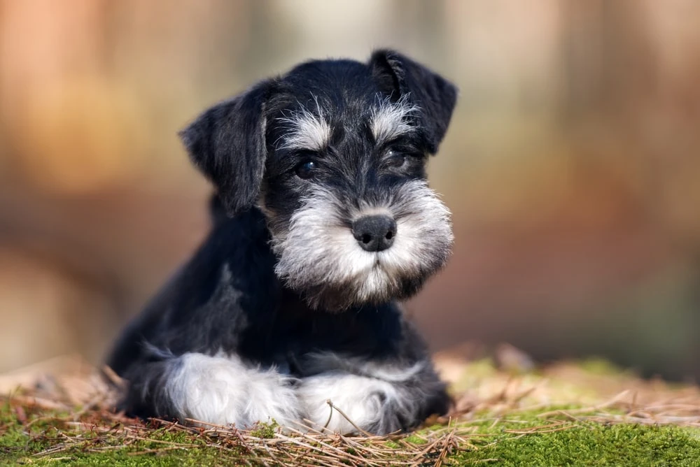 Miniature schnauzer lying on some green moss. 