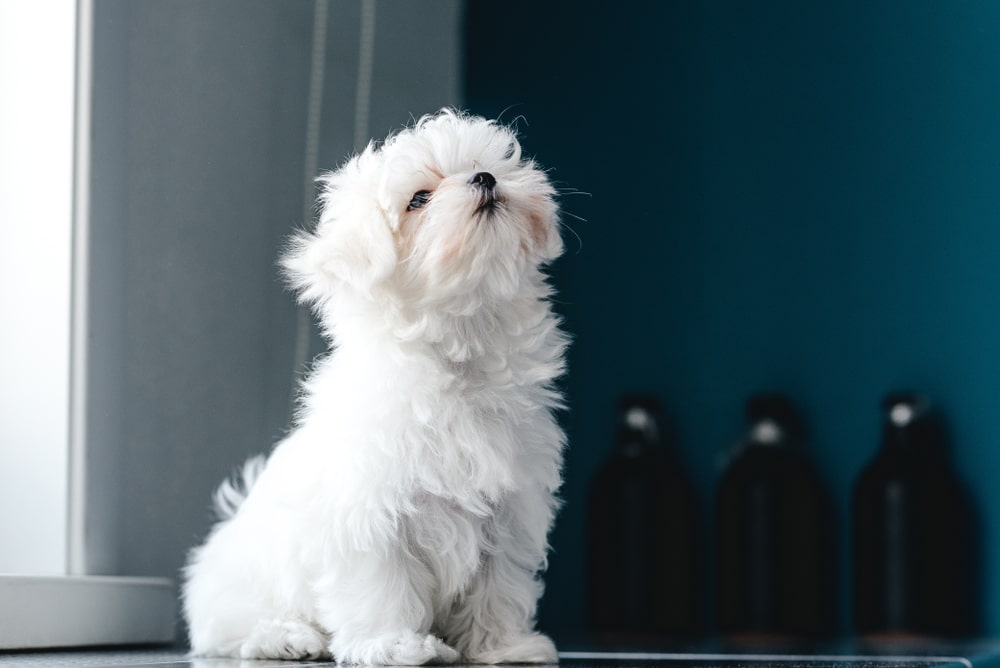 A white maltese puppy sitting in a room with blue walls and looking up expectantly.