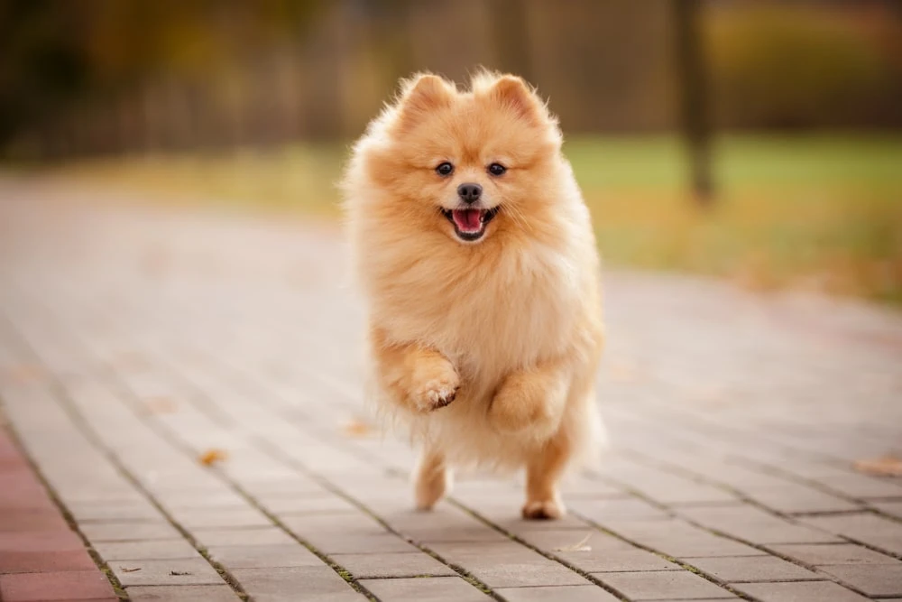 An orange pomeranian runs excitedly across a brick sidewalk.