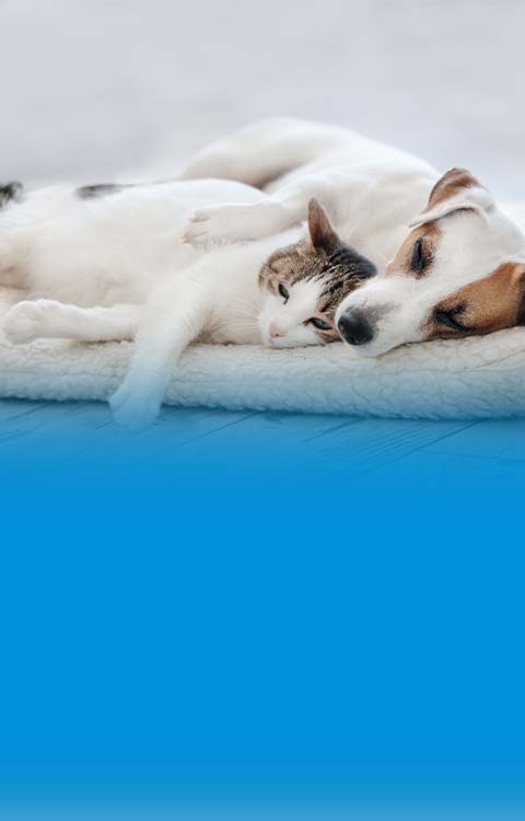 A Jack Russell terrier and American Shorthair cat sleeping together. 