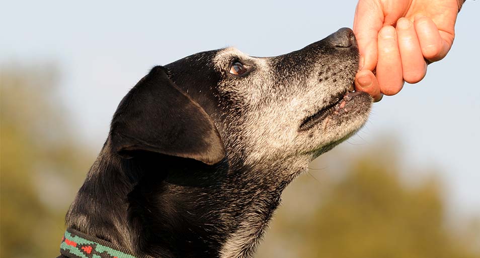 A senior dog resting its nose on its owner’s hand