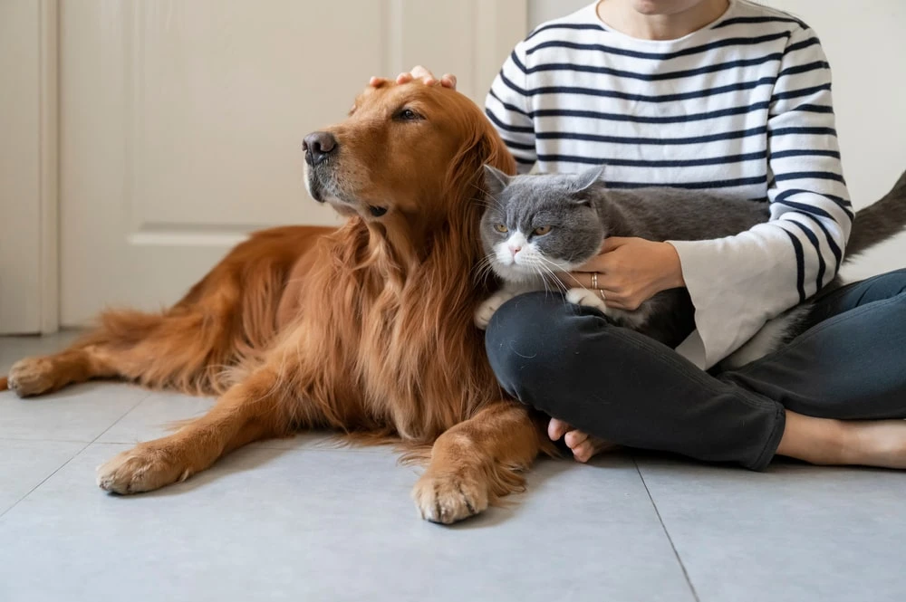 Golden Retriever and British Shorthair accompany their owner.