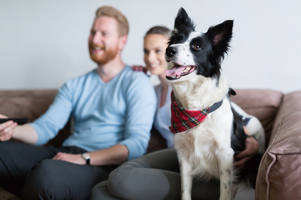A border collie sits with its owners on the couch.