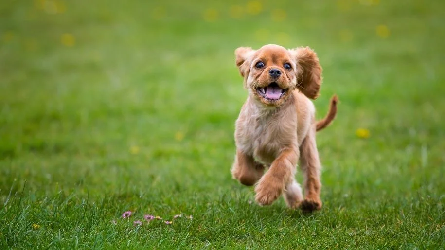 5 Basic Commands your Dog Should Know
