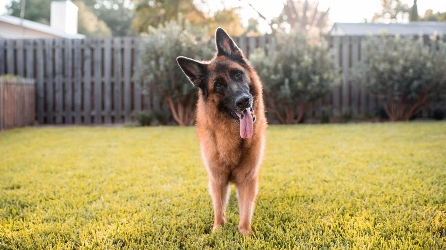 7 Ways to Keep Your Dog Safe While Outdoors 7 Ways to Keep Your Dog Safe While Outdoors