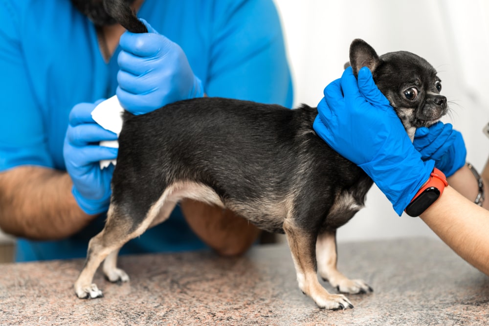 A vet preps a small dog for a rectal exam.