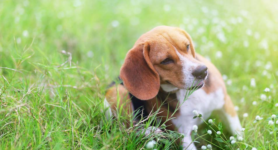 A beagle scratching its bottom in the grass.
