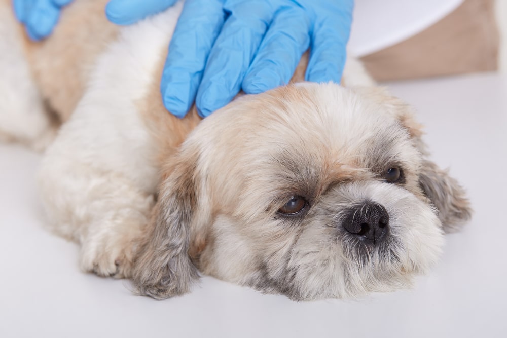 A small brown dog getting examined by a vet