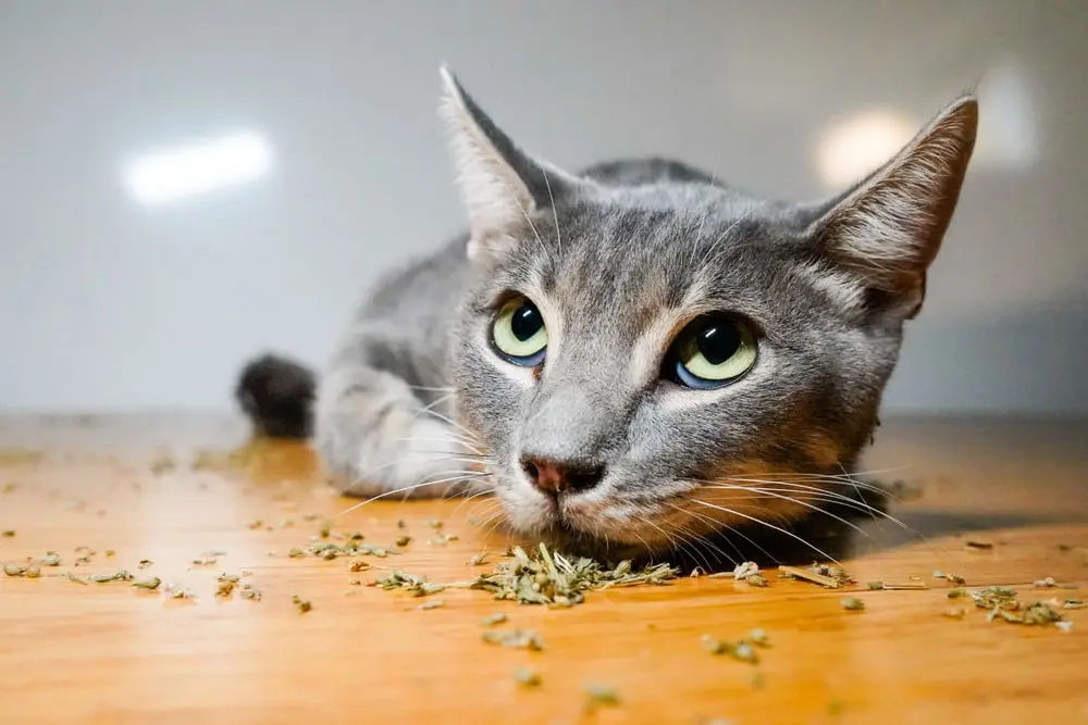 A gray tabby cat laying on a wood floor with catnip sprinkled around.
