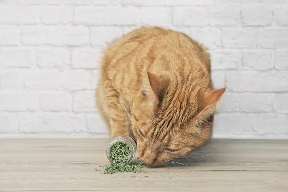 An orange cat sniffing a spilled container of dried catnip.