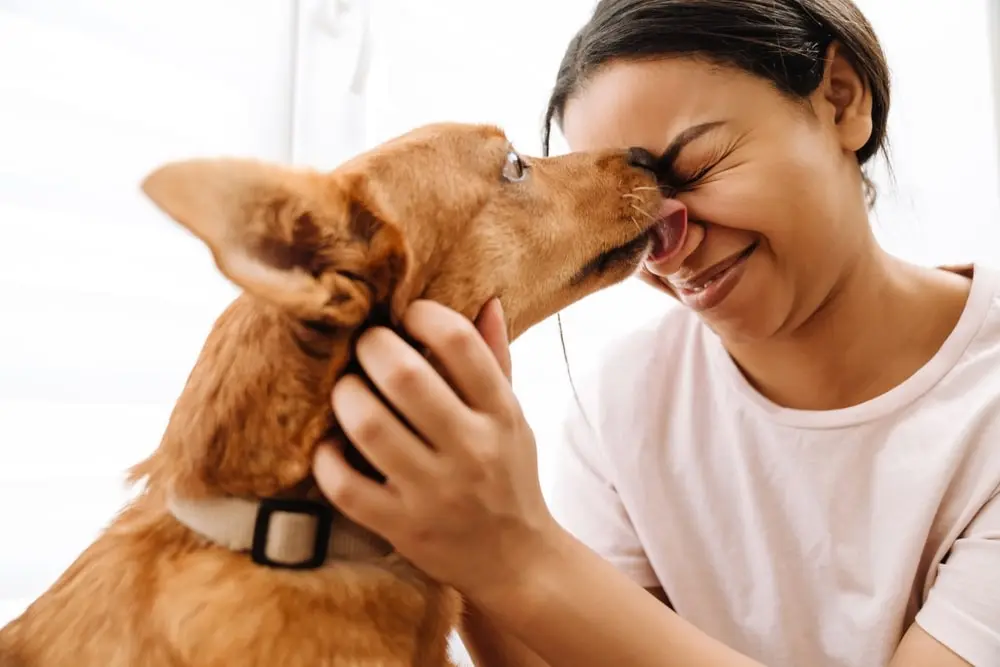 A ginger dog licks their owner’s face.