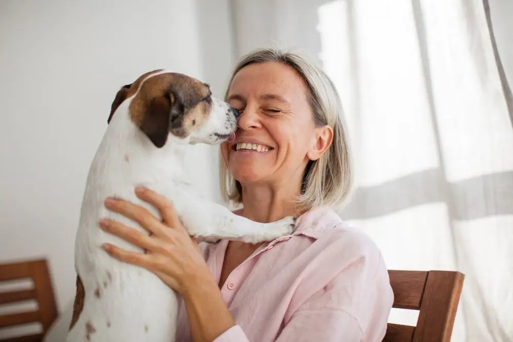 A laughing owner holding their small dog as it licks their face.