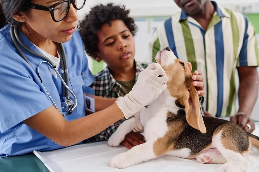 A father and son watching a woman vet examine their Beagle puppy.