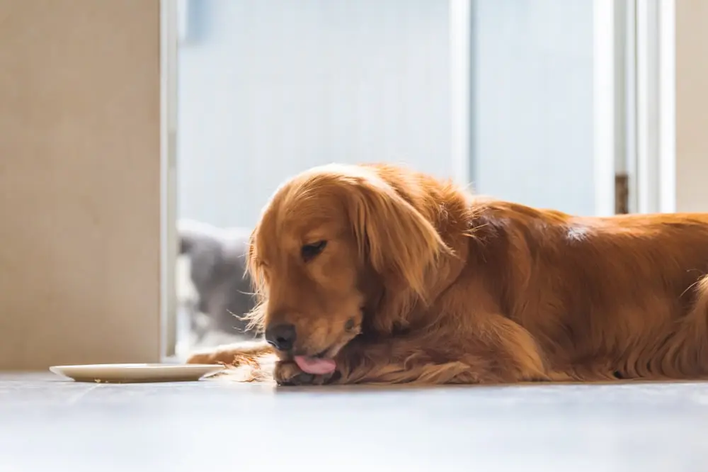A golden retriever lays on the floor indoors licking their paw while an empty plate sits in front of them. 